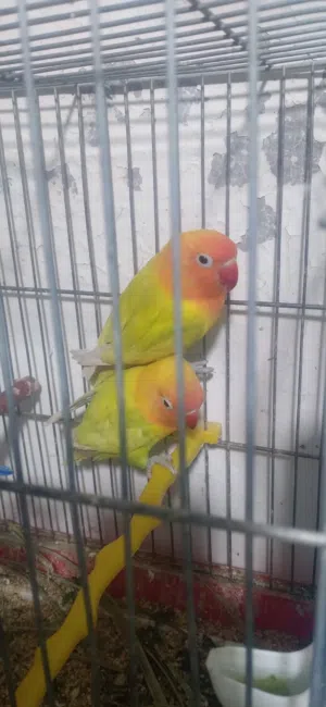 فيشر اوبلاينات مستويات