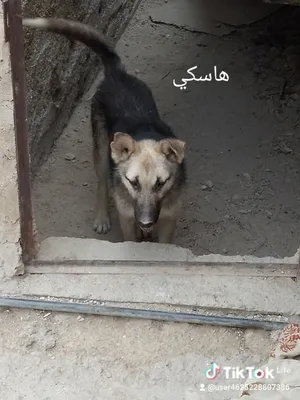 ‏جيرمن‏1