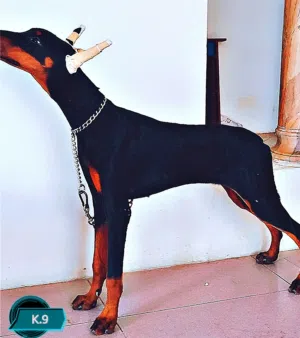 أناثي دوبرمان Female Doberman