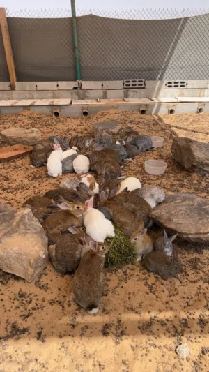 ارانب  للبيع في الرياض برمه