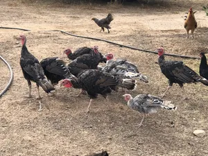Chickens4
