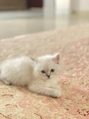 دكر ربي يبارك بي صحه جيده