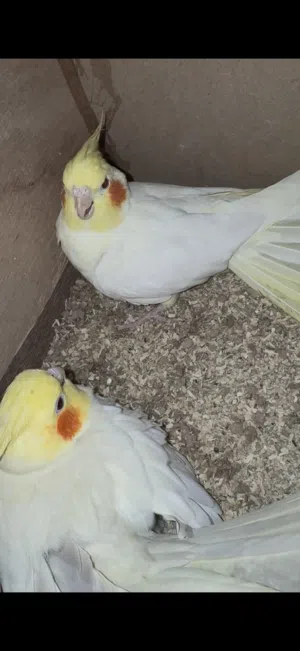 جوز كوكتيل لاتينو جامبو منتج