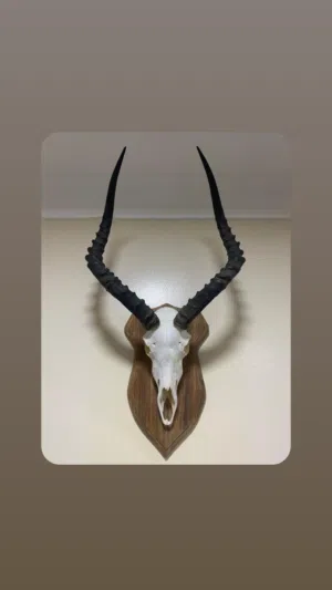 راس غزال الإمبالا الافريقيه