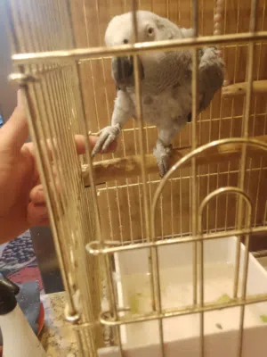 كاسكو متكلم غير اليف