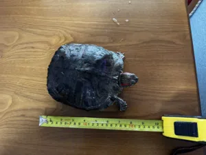 للبيع- السلحفاة حمراء الأذنين (The red-eared slider turtle)