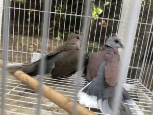 احمام اثيوبي
