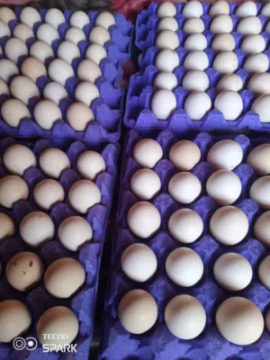 بيض بلدي طازج