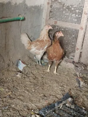 دجاج عرب اصلي من أمه