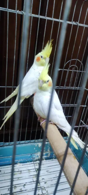 للبيع طيور كوكتيل  جوز كوكتيل لاتينو  الفحل: عين حمرا – العمر سنة  الطيرة: عين سوده –