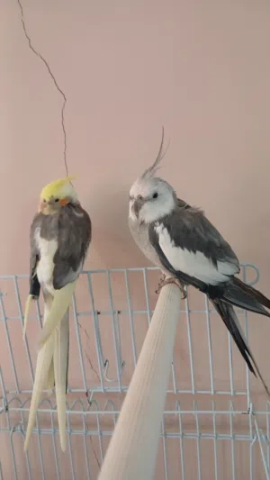 ببغاء كوكتيل وايت فيس ذكر  الييف جدا  وانثى  الذكر بيقلد كم نغمة التواصل واتس الرجاء عدم الرن