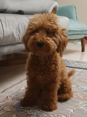 poodle dog 6 months