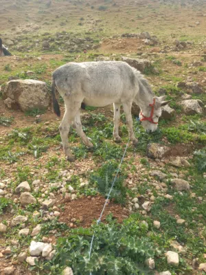 حمار نخب وعاقل