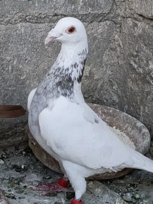 متاح 6جواز. اجوز بي 5 ليرات