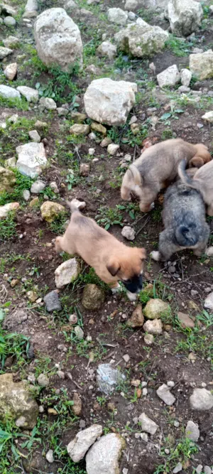 كلاب للبيع جرو بيت بول. جيرمن شبر  هاسكي