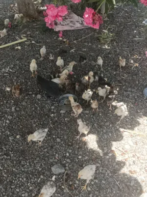 دجاج عماني عمر شهر