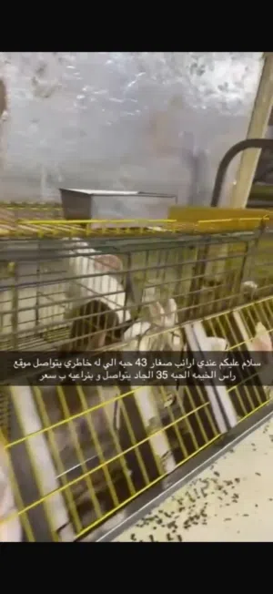 ارانب راس الخيمه