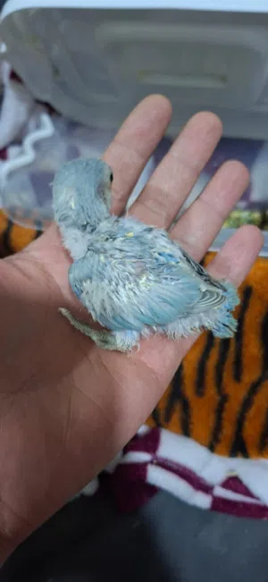 متوفر 5 فراخ روز محجلات متعودات عالزق