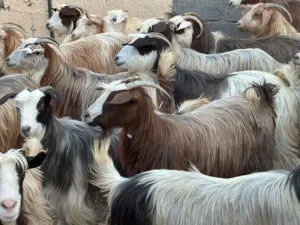 أغنام عمانيات كلهن من قطيع واحد مصدرهن موثوق كل شي سليم فيهن