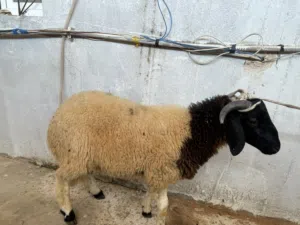 خروف للبيع