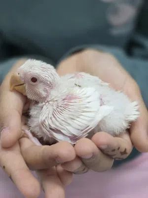 فروخ لوفبيرد للغر و التدريب