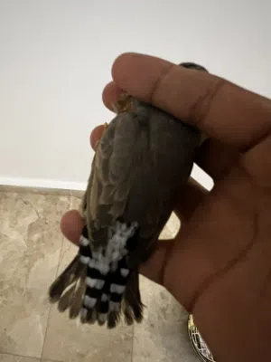 كوبي ات جيبر أو جملة