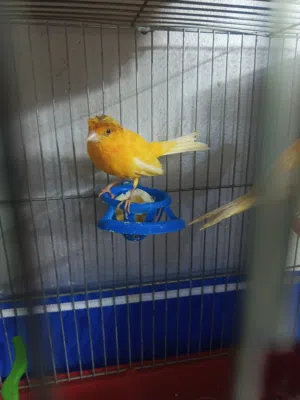 جوز نخب اول شغال الفحل احمر