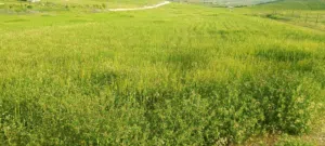Farm Land for Sale in Mafraq Bala'ama