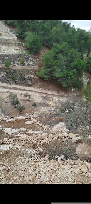 Mixed Use . 620 m2 . Landlord0