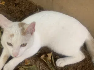 قطوس أبيض للتبني بدون مقابل