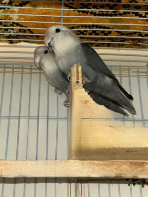 Parrots for sell