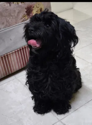 Yorkie puppies adoption