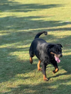 Rottwiler dog for sale