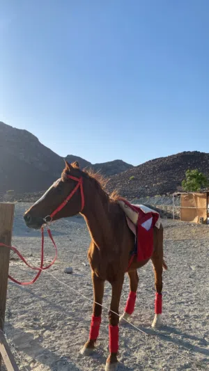 فرس عربيه اصيله