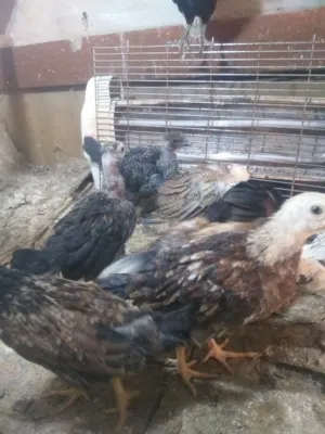 افراخ دجاج عرب