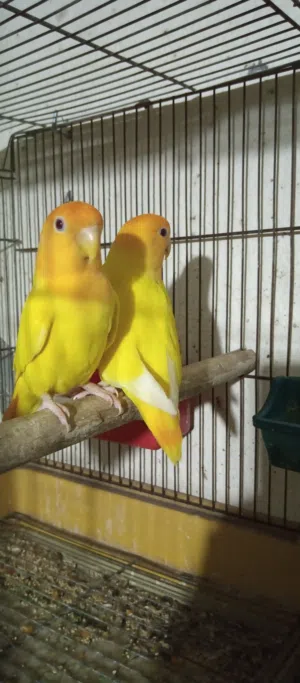 متاح جوز روز اوب لاين اورنج منتج تحته بيض جديد