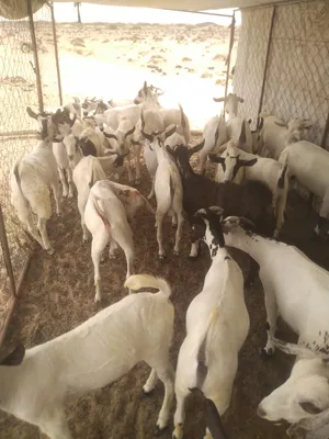 Goats1