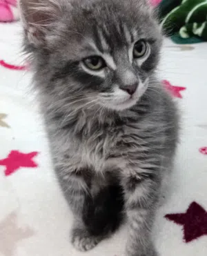 قط صغيره  منزليه