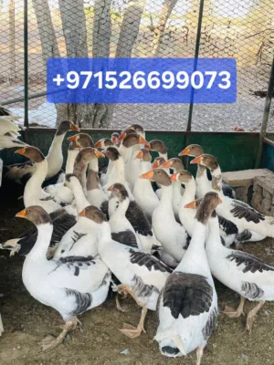 بط ( أوز ) للبيع