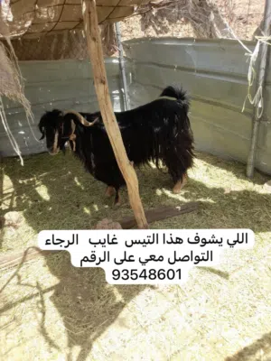 التيس مفقود الرجاء الي يعرف مكانه او يشوفه في مكان يخبرني