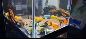 40L Fish Tank – Full Setup with Dual Filtration & Lighting