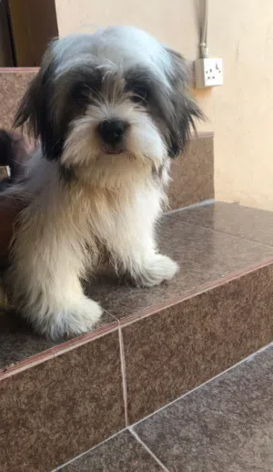 شيتزو للتزاوج