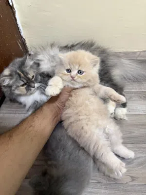Persian Kittens