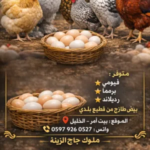 بيض برهما تفقيس موجود بيض بلادي للاكل