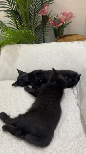 للتبني 3 kittens them mother  and a male for free adoption