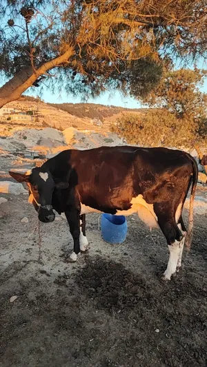 ‏أبقار‏0