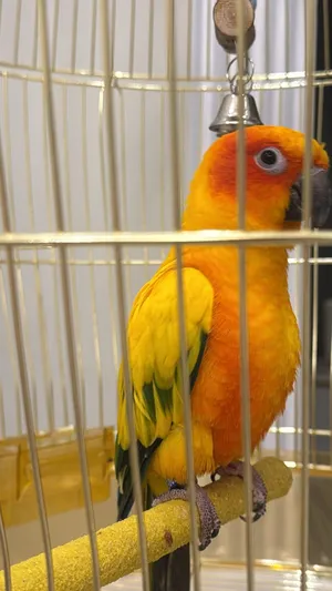 Parrots0