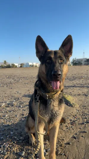 German Shepherd dog available for adoption — foreigners only