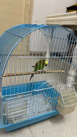 للبيع البغبغاء عق سعرك وشا مع القفص