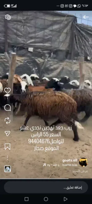 جعد تهجين نجدي  وكل شي سليم سعر الراس 55
